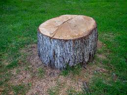 Reliable Medina, OH Tree Care Solutions