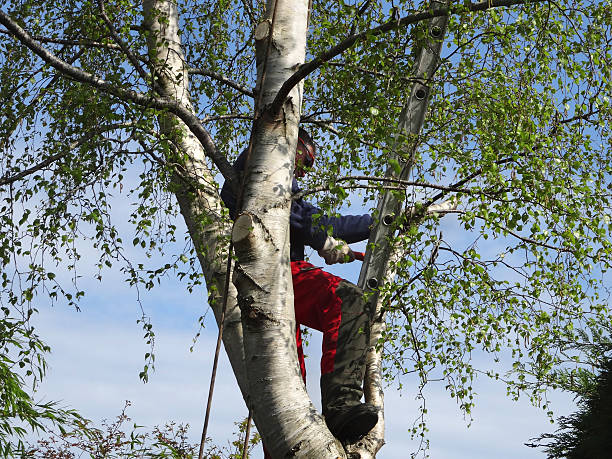 Best Tree Maintenance Programs  in Medina, OH